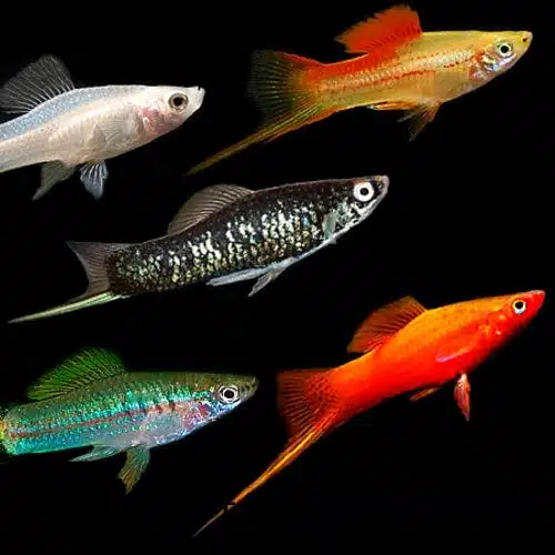 Platy Fish