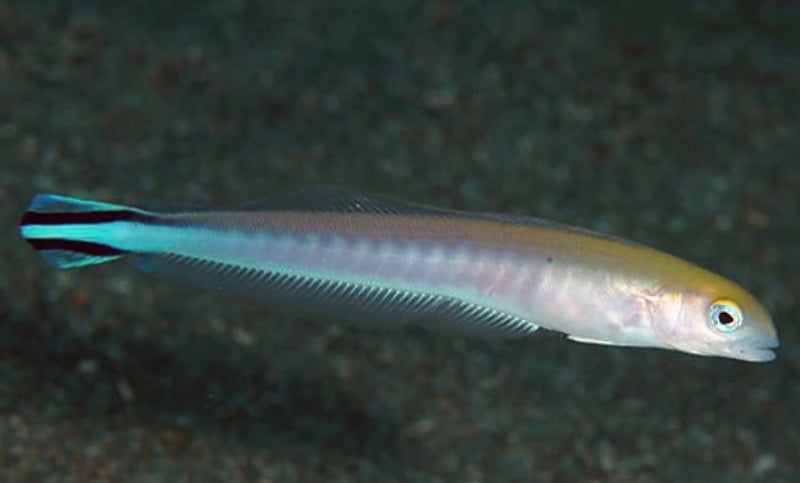 flagtail blanquillo