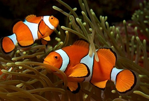 Common clown (tank bred)