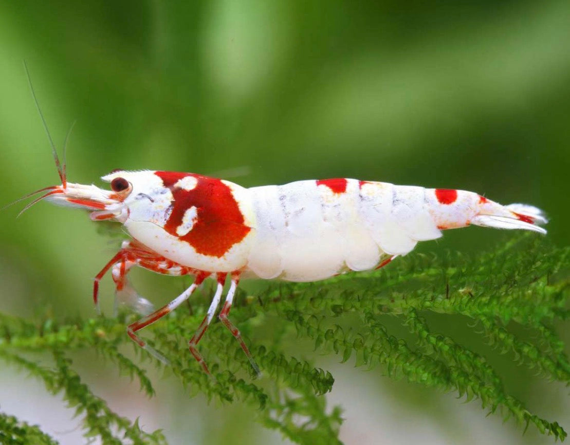 crevette red crystal hinomaru shrimp