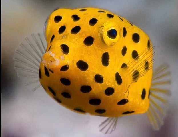 Yellow Boxfish Small