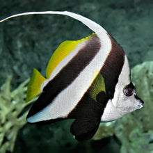 Banner Fish