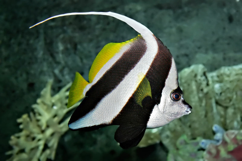 Banner Fish