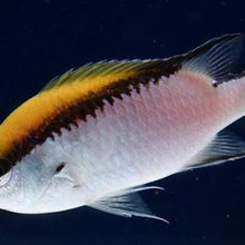 Barrier Reef Chromis