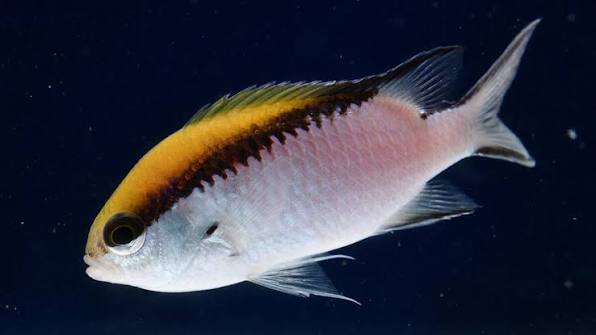 Barrier Reef Chromis