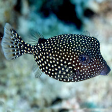 Black Box Fish