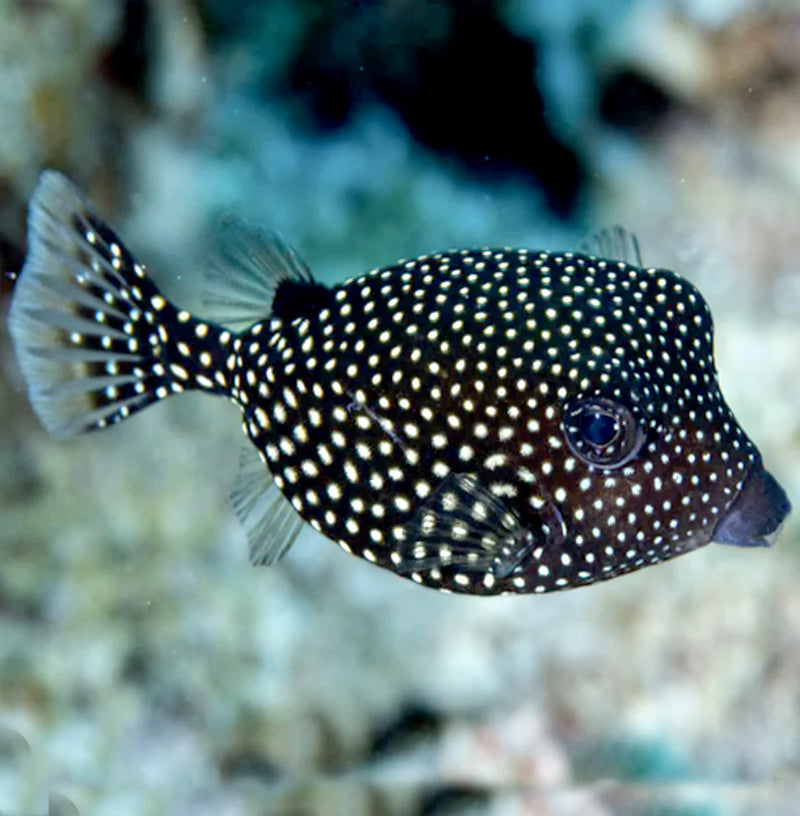 Black Box Fish