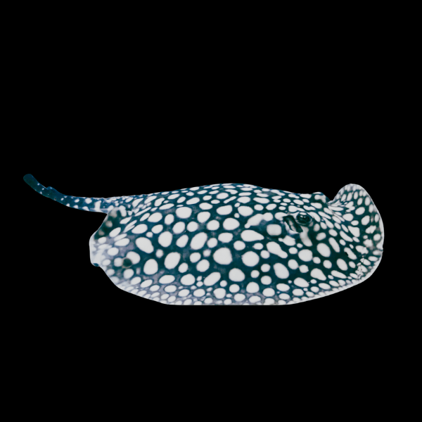 Black Diamond Stingray Adult 1.5ft (M)