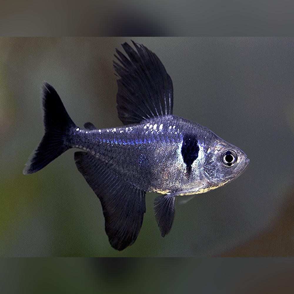 Black Phantom