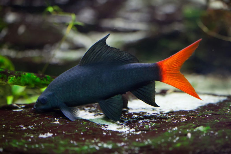 Blade Red Tail Shark