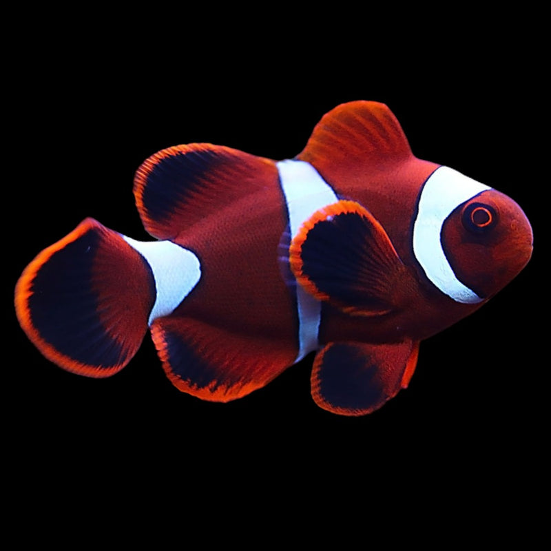 Blood Red Clown