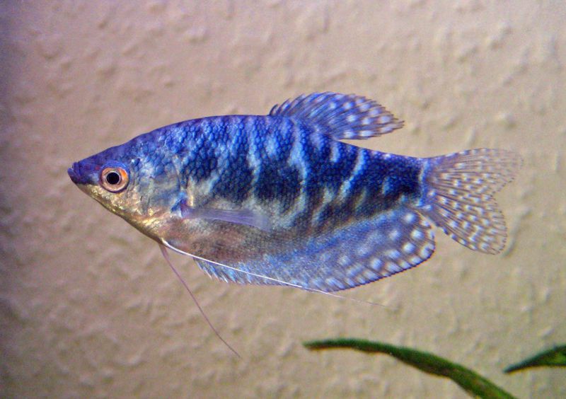 Blue Gowrami (Adult Size)