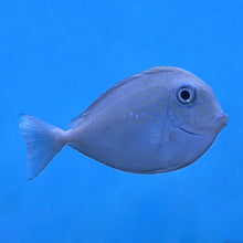 Blue Spot Tang
