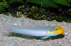 Blue Cheek Goby