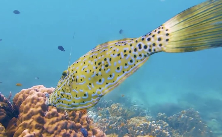 Scribbled filefish