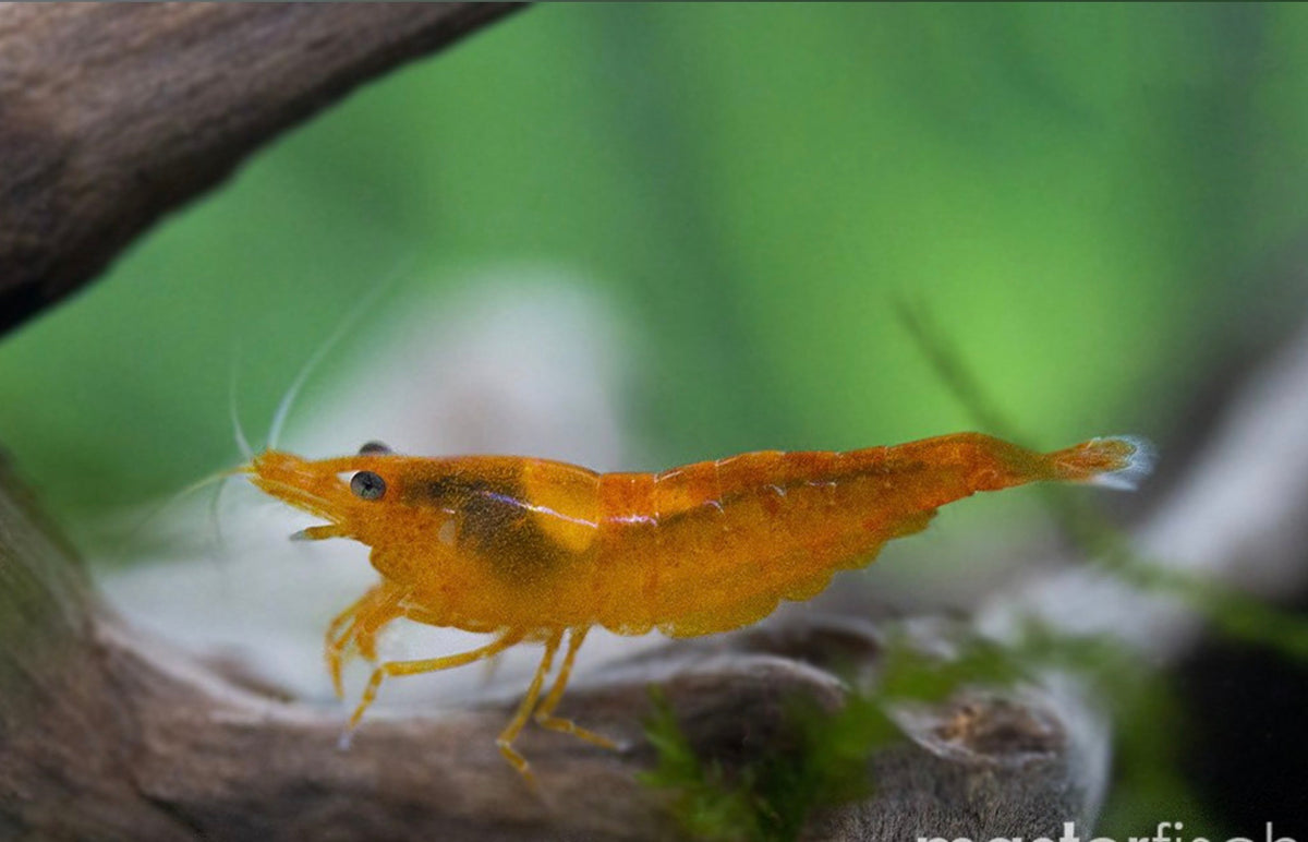 Orange shrimp