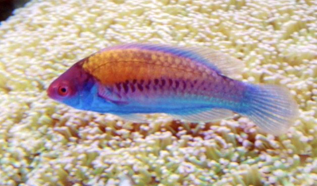 Blue side fairy wrasse