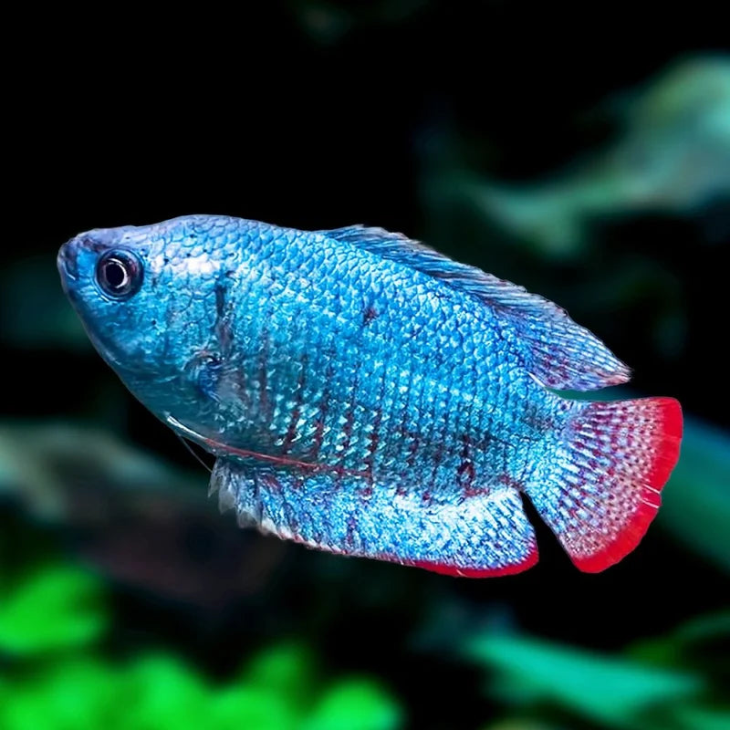 Cam Bolt Blue Colisa Gourami