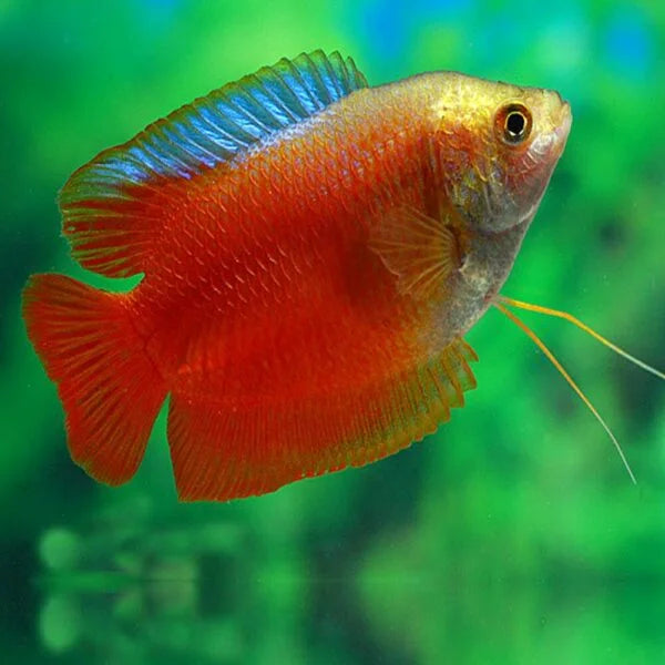 Cam Bolt Red Colisa Gourami