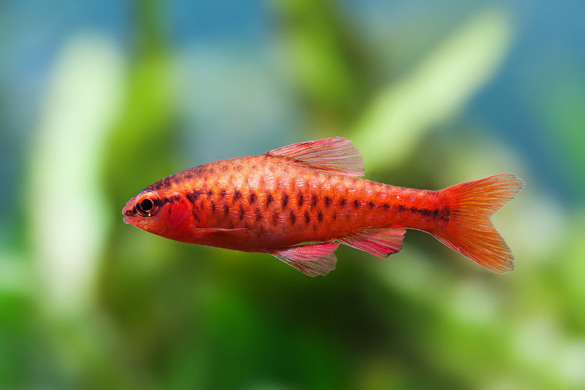 Cherry Barb