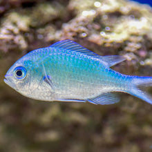 Chromis