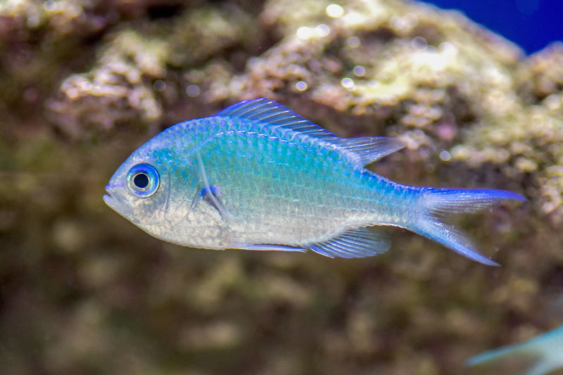 Chromis
