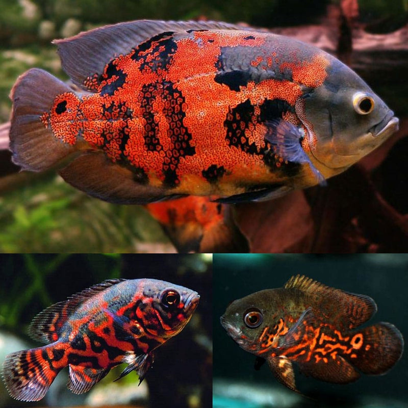 Oscars Red Tiger Fish