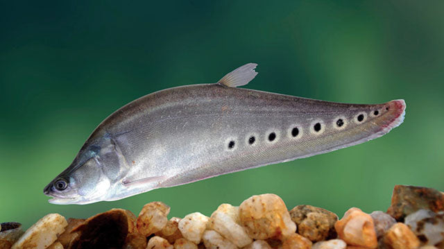 Clown Knife Fish (2.5ft)