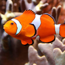 Clown Fish