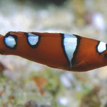 Clown Wrasse