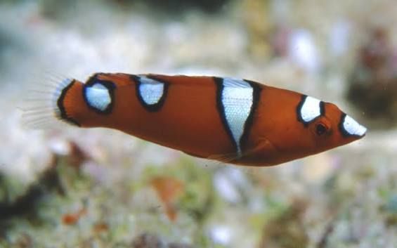 Clown Wrasse
