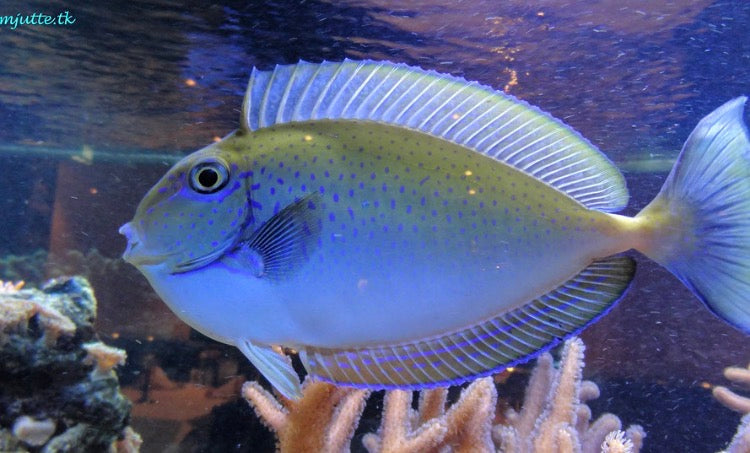 Blue spot tang