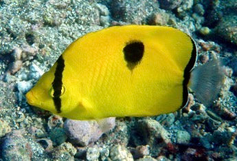 Yellow teardrop butterfly