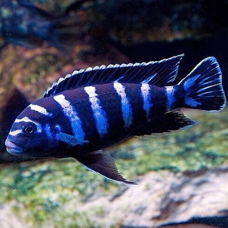 Demasoni Fish 3-4 inches