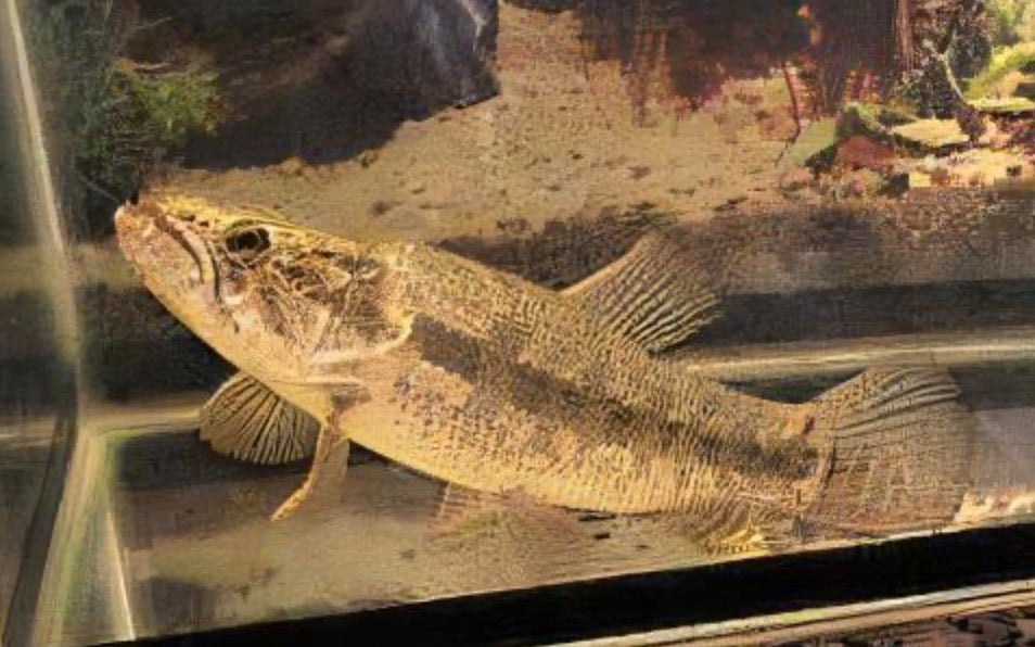 Wolf fish