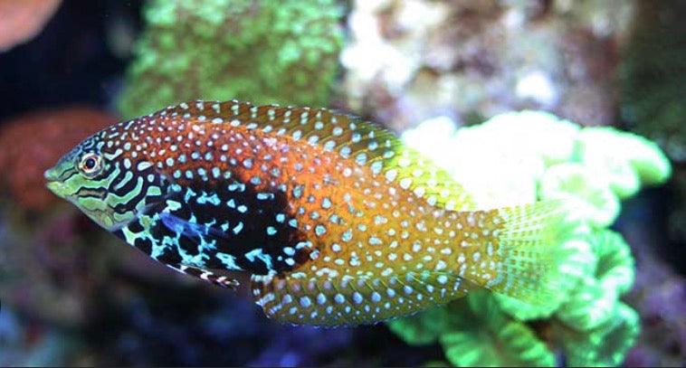 leopard wrasse