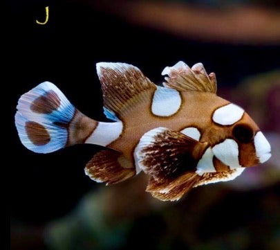 Harlequin sweetlips