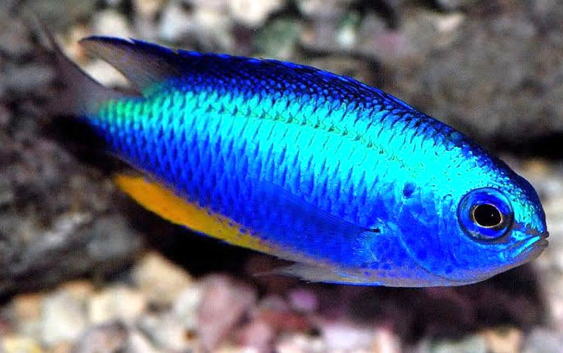 neon damsel