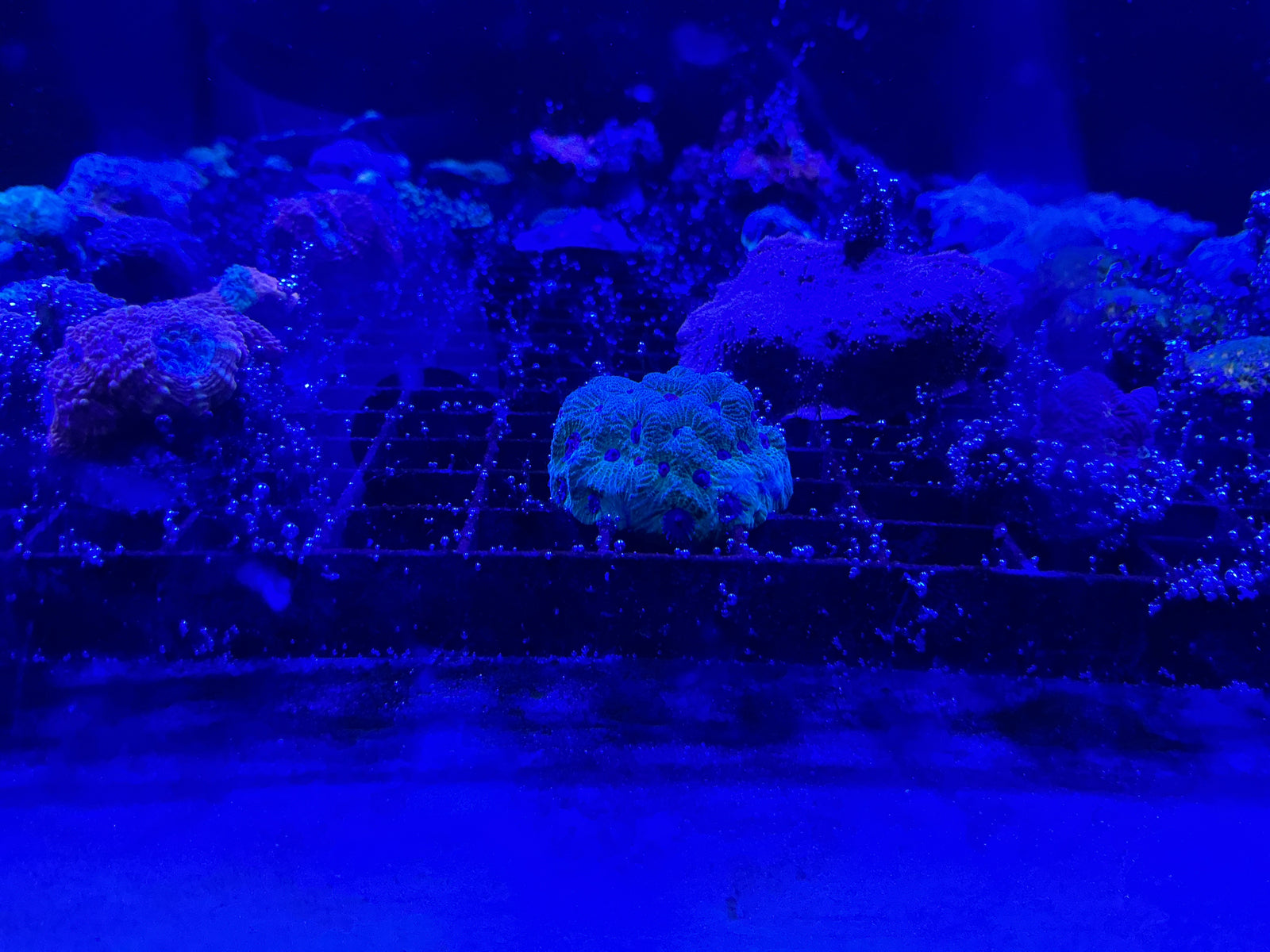 Favites coral