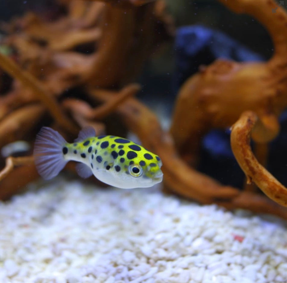 Spotted puffer