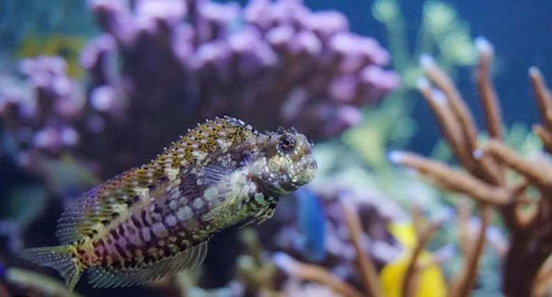 Lawnmower blenny