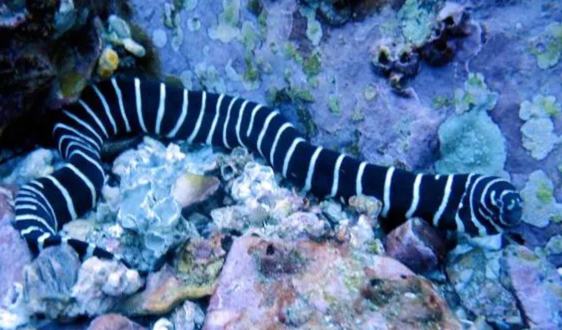 Banded moray eel