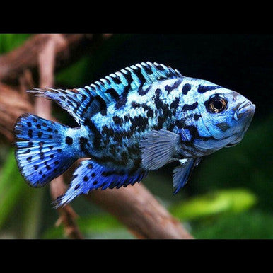 Electric Blue Tank Dempsey