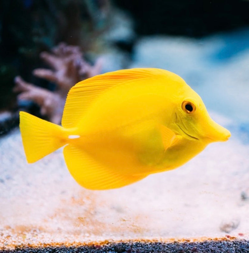 Yellow tang (tank bred)