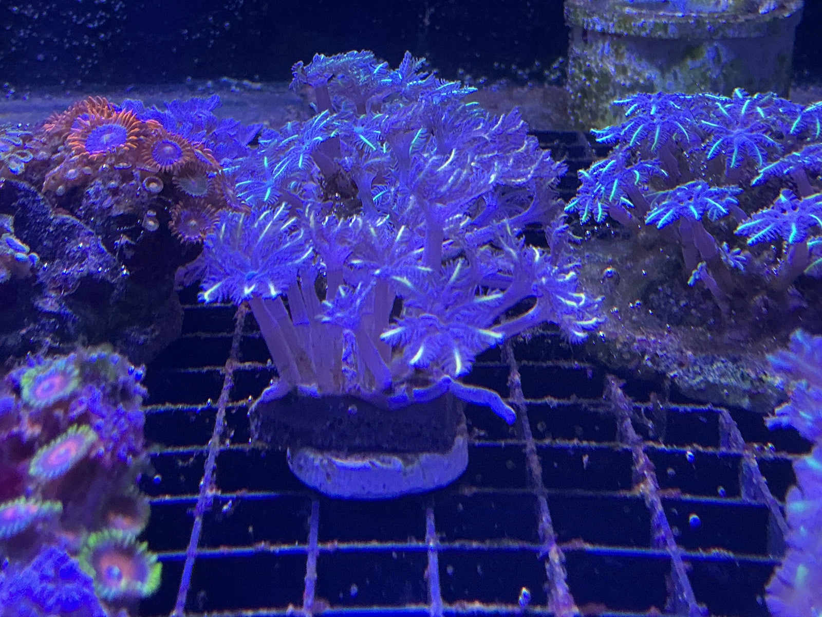 Star polyp frags