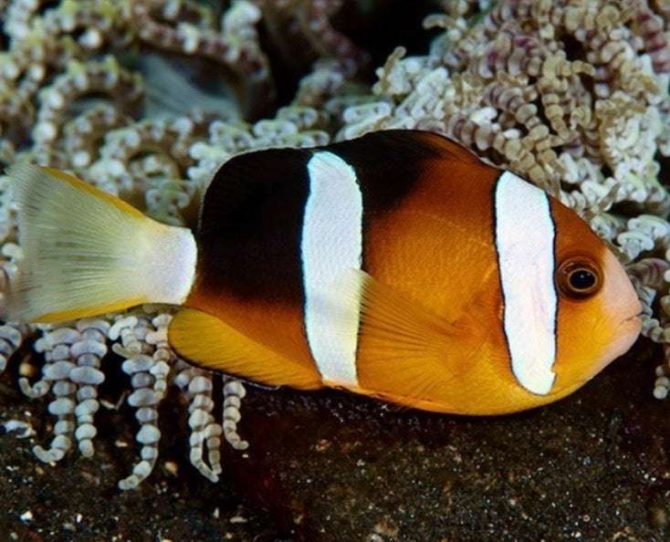 Clarkii clown