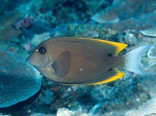 Tomini surgeonfish