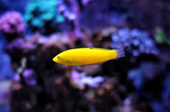yellow coris wrasse