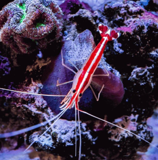 Large cleaner shrimp