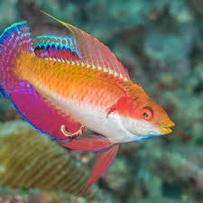 Fairy Wrasse